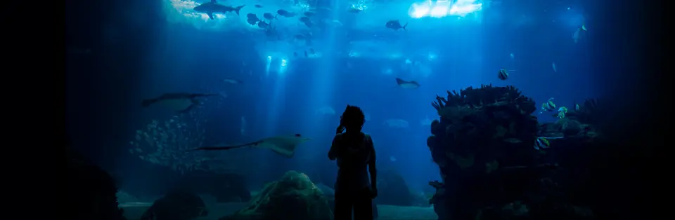 Une silhouette face au grand bassin bleu de l'Oceanário de Lisboa, poissons en suspension